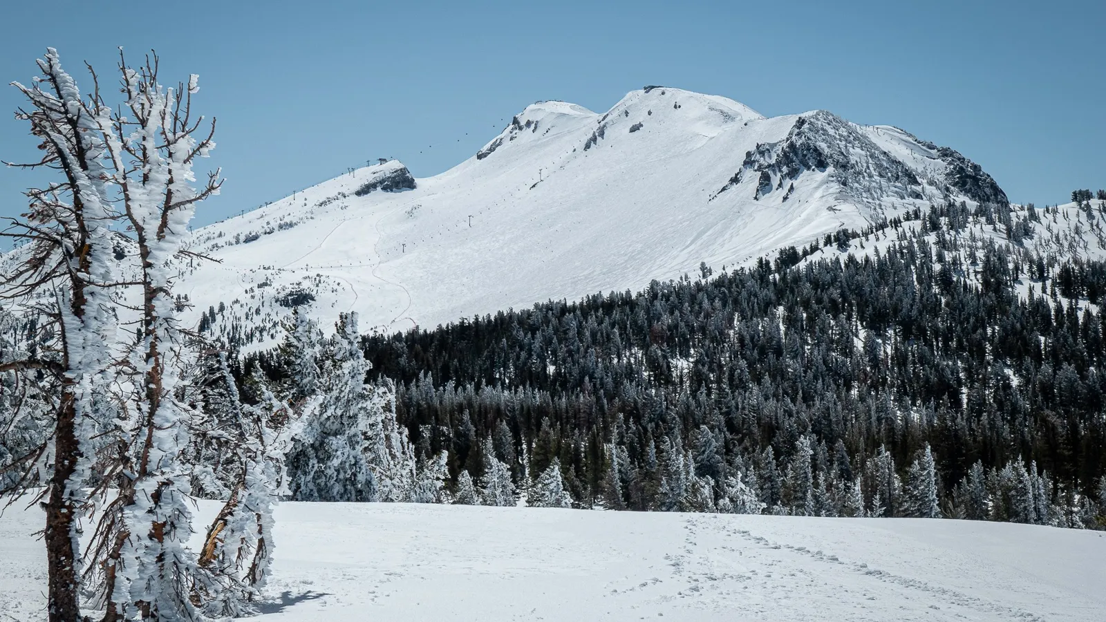 Snow-covered Mammoth Mountain behind frosted pines